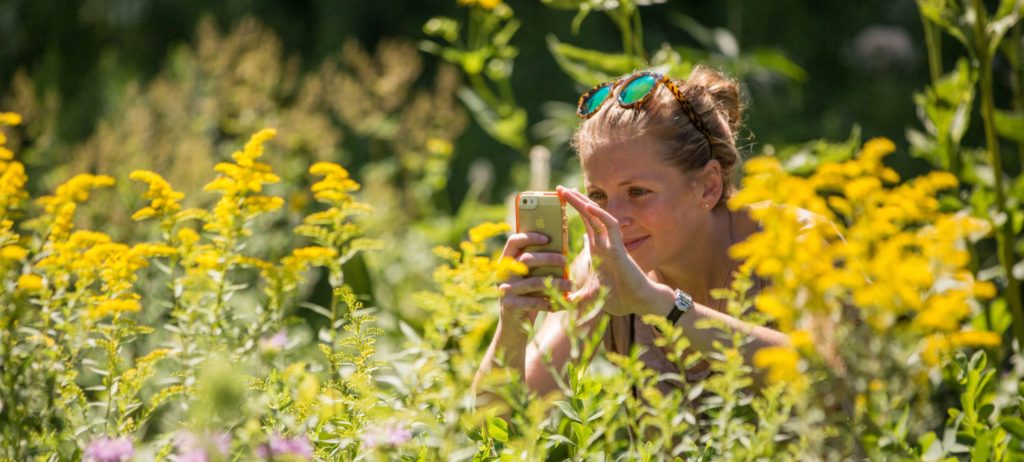 A woman taking a picture with the phone of a yellow plan in a park